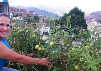 Menghadapi Kekurangan Pangan, Venezuela Mendorong Kebun Kota