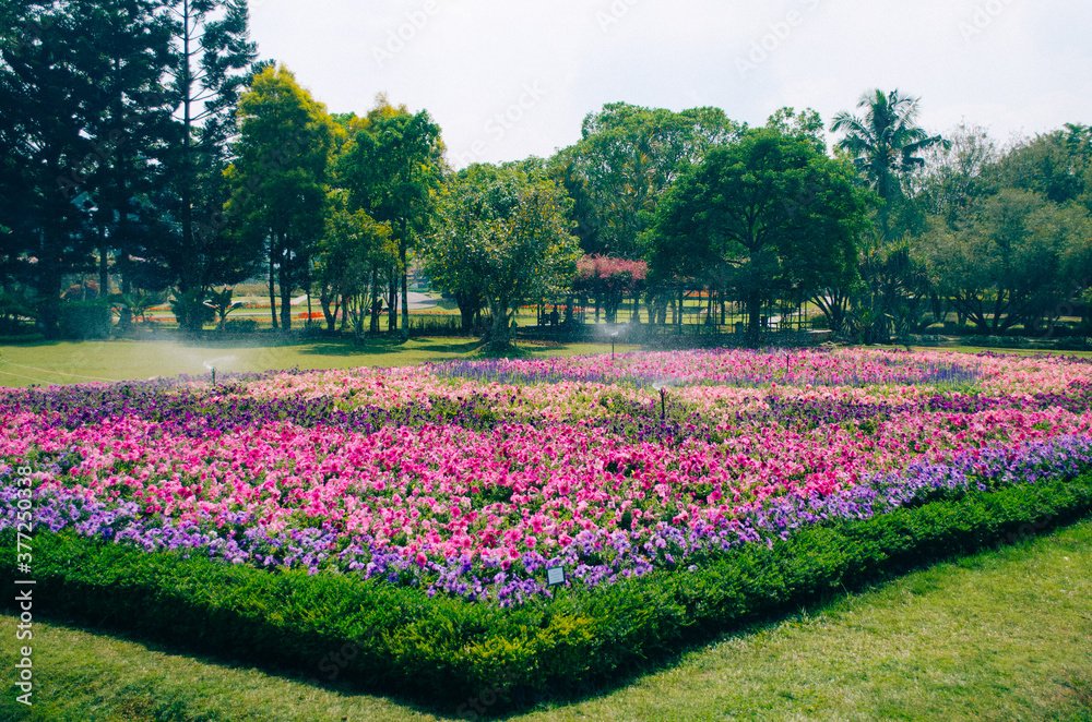 Kebun Bunga Venezuela, Pesona Warna-warni Tropis